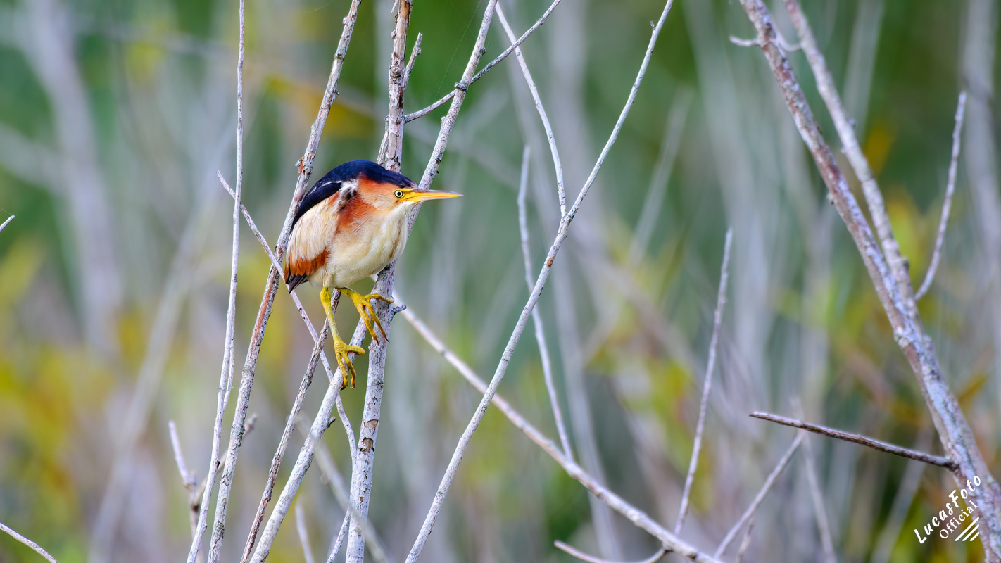 Least Bittern