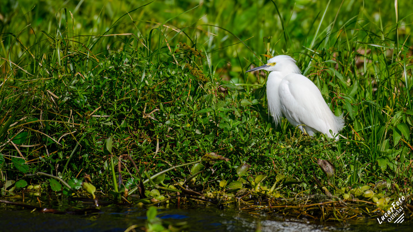 Snowy Egret