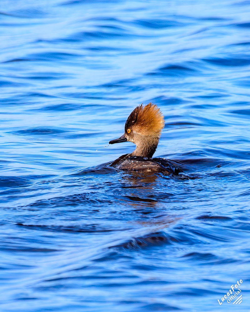 Hooded Merganser