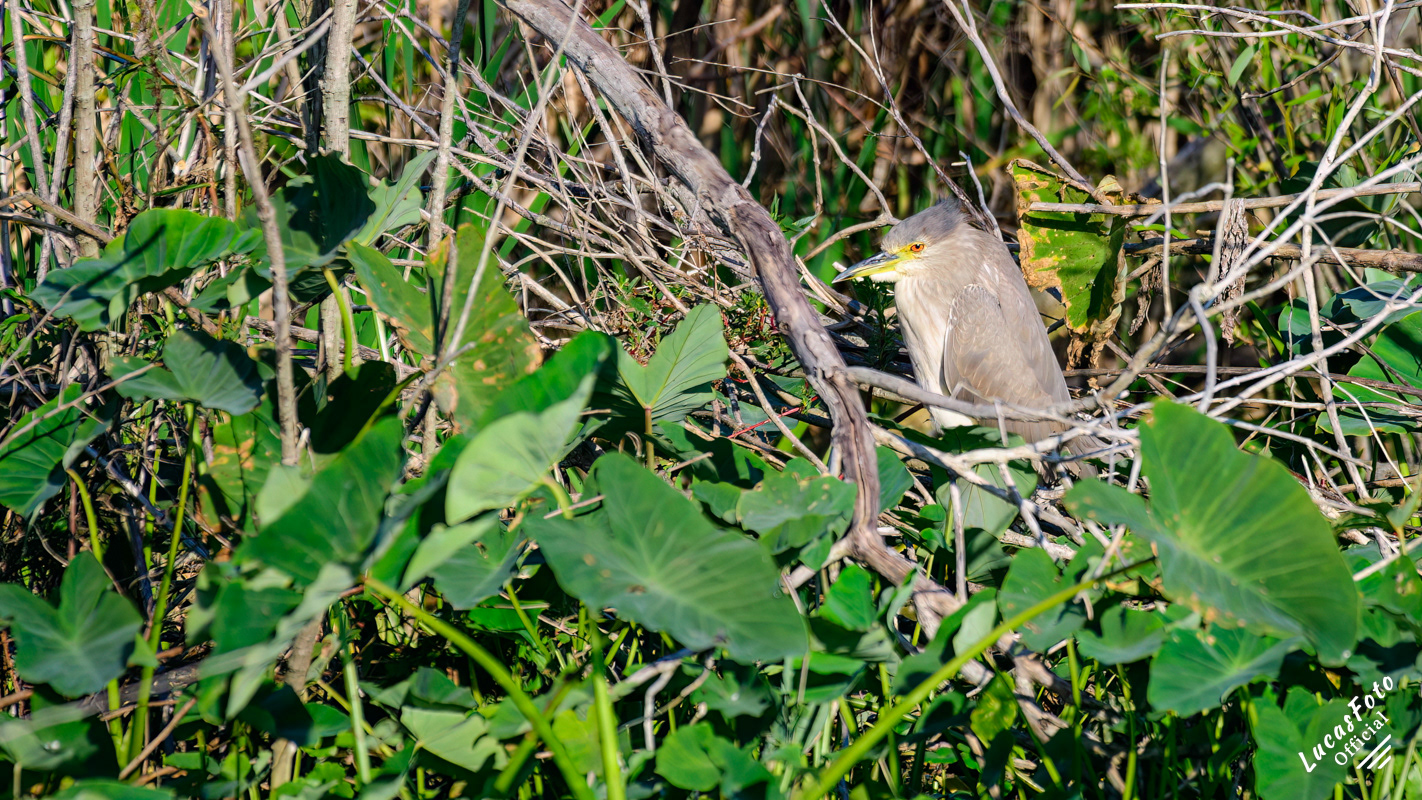 Black-crowned Night Heron