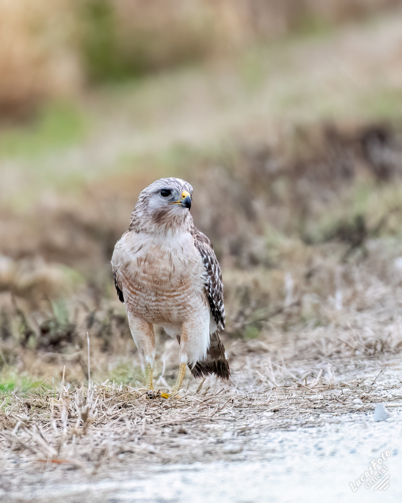 Red-shouldered Hawk