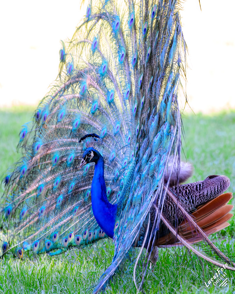 Indian Peafowl