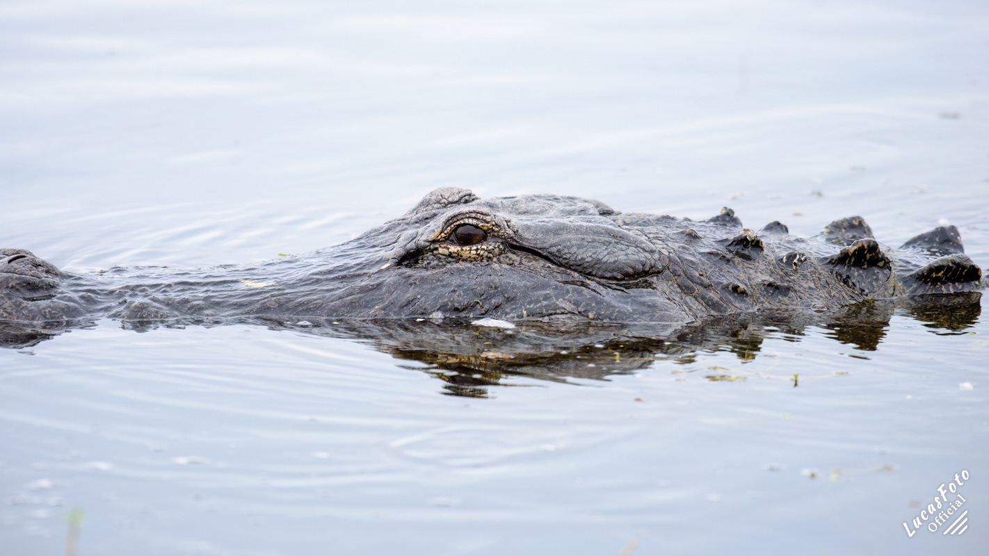Alligator