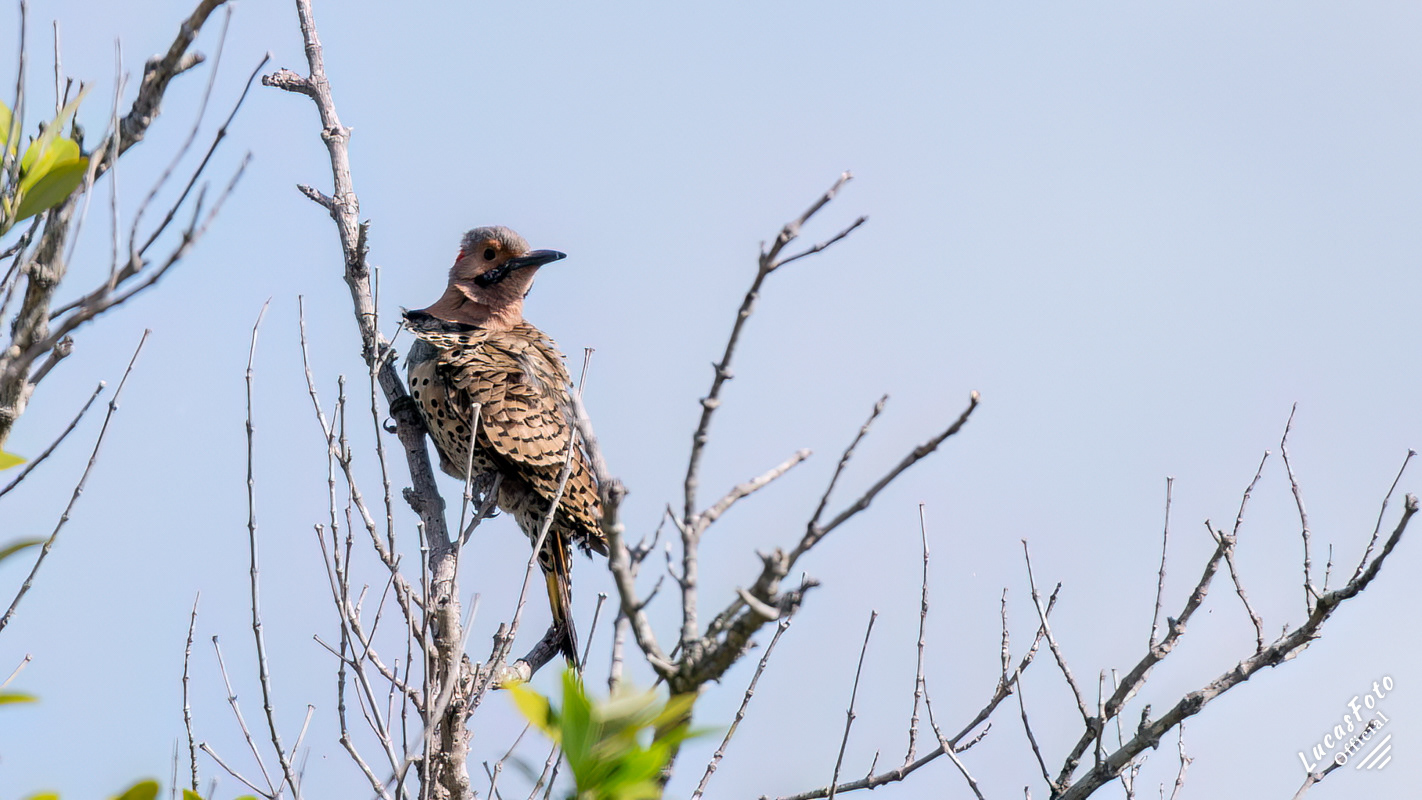 Northern Flicker
