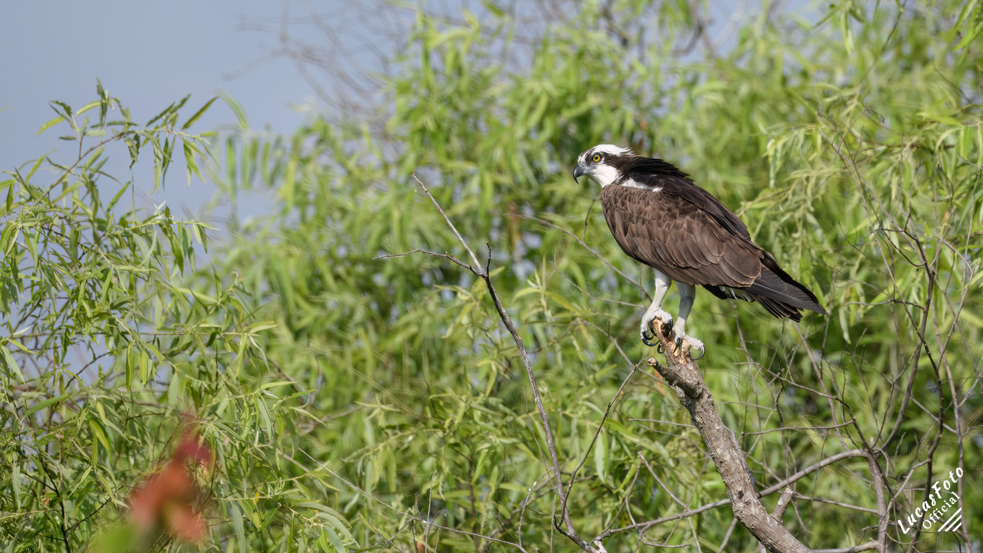 Osprey