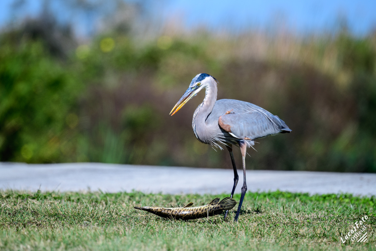 Great Blue Heron