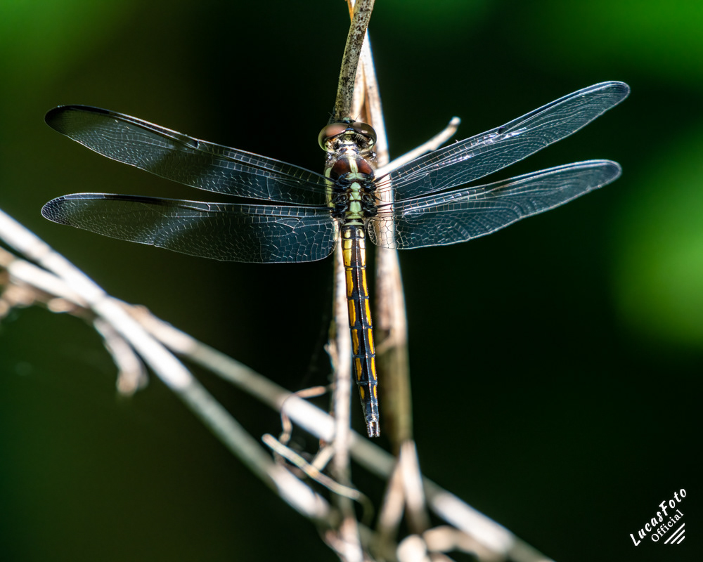 Slaty Skimmer