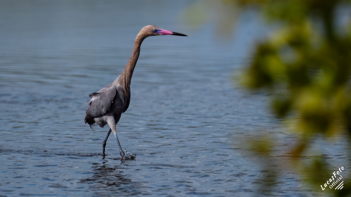 Reddish Egret