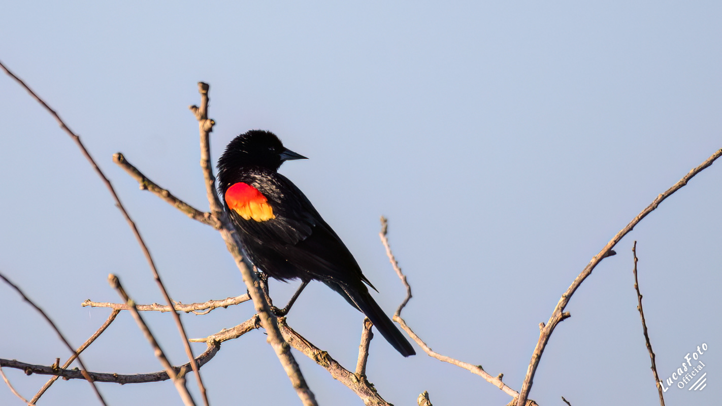 Red-winged Blackbird