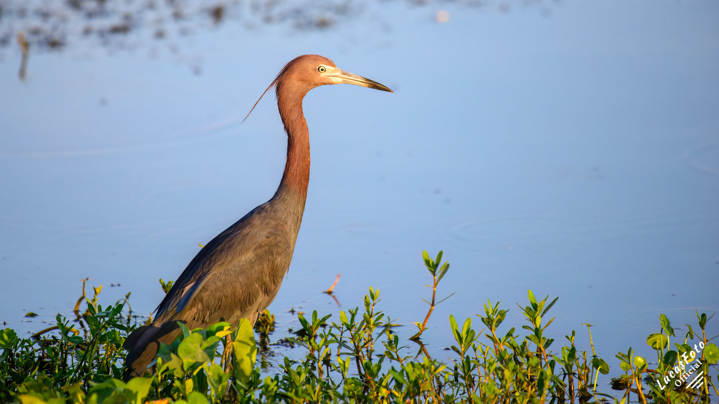 Little Blue Heron