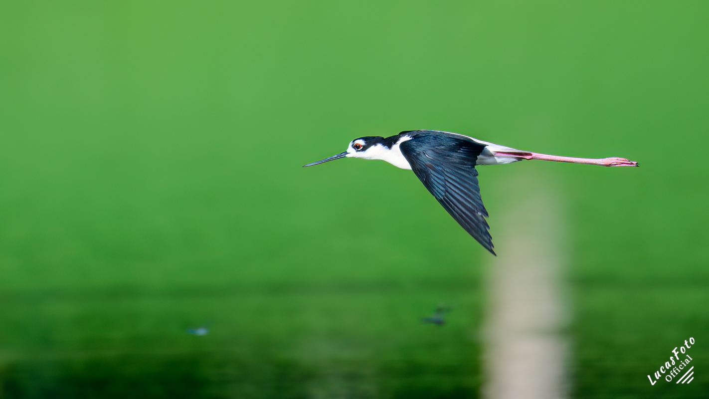 Black-necked Stilt