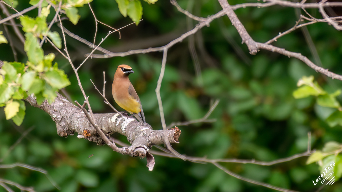 Cedar Waxwing