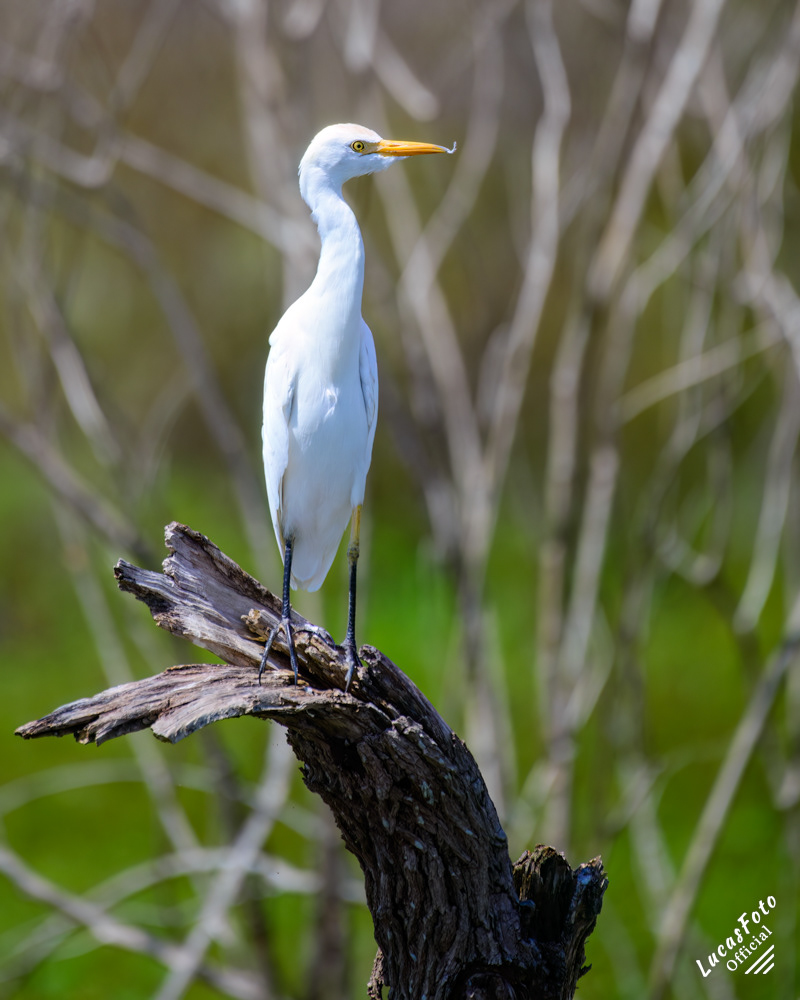 Cattle Egret