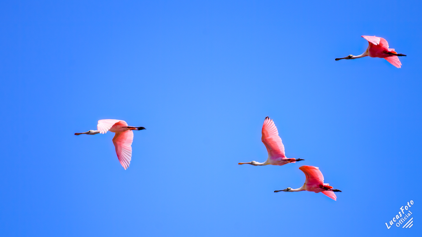 Roseate Spoonbill