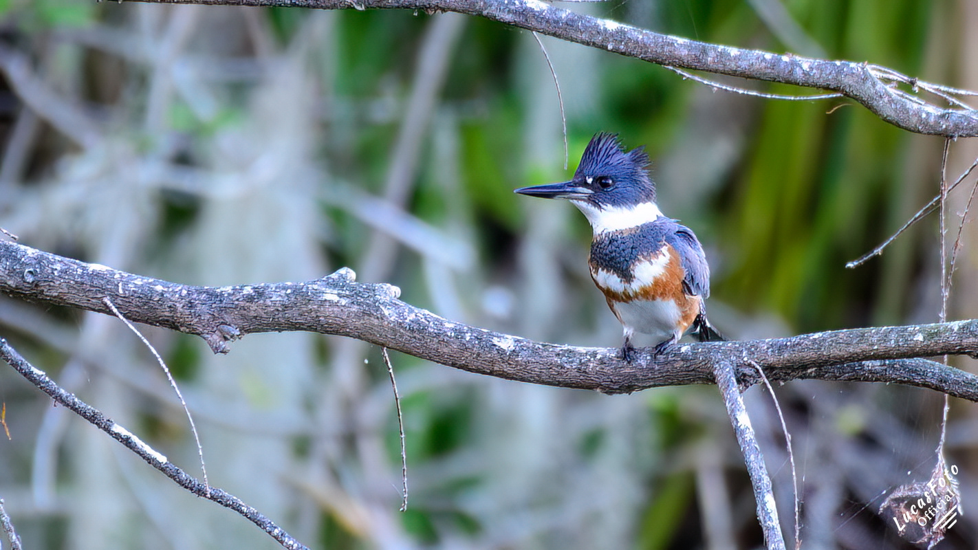 Belted Kingfisher