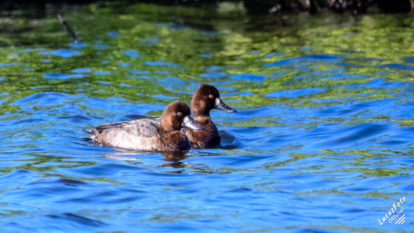 Lesser Scaup