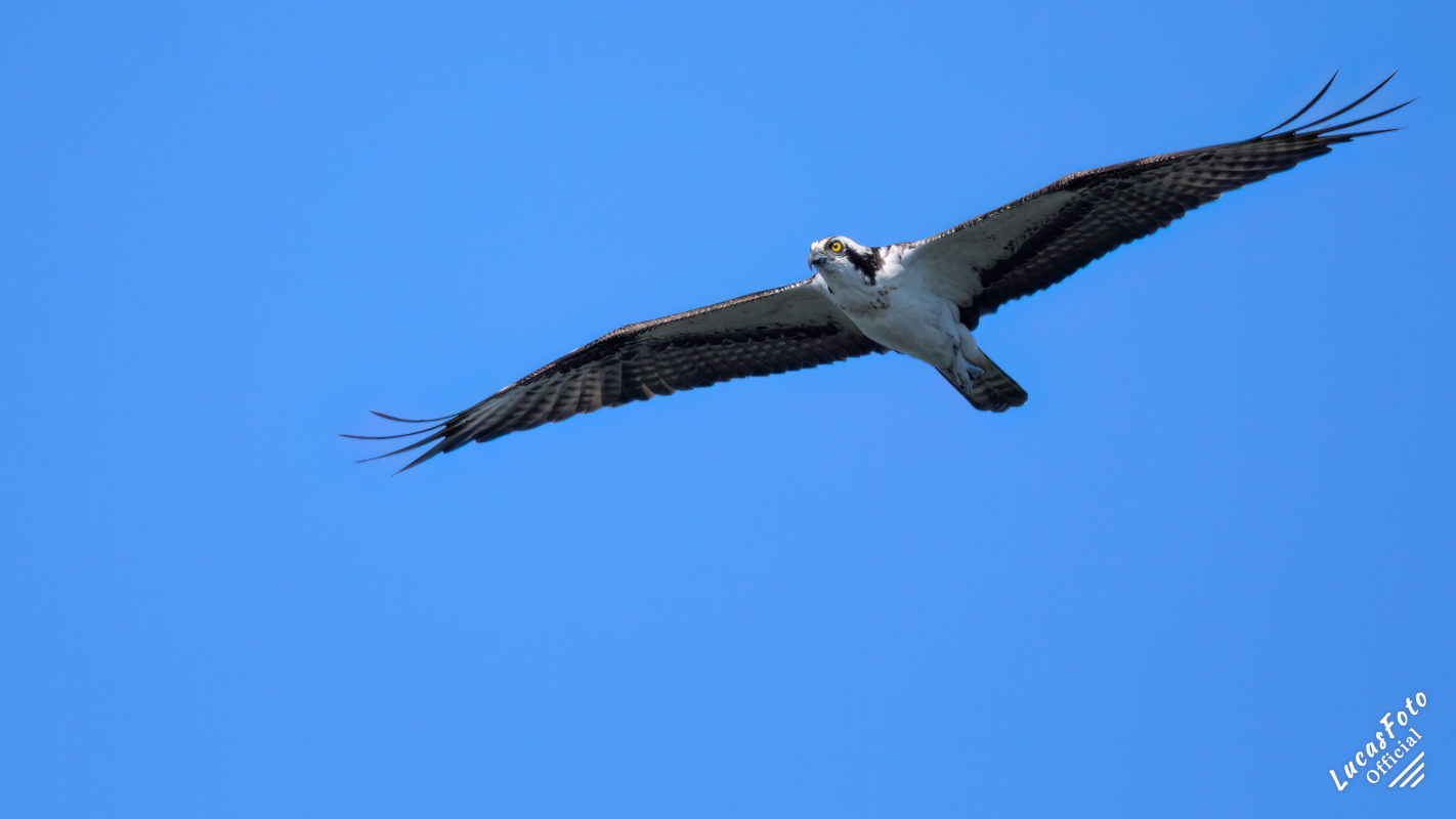 Osprey