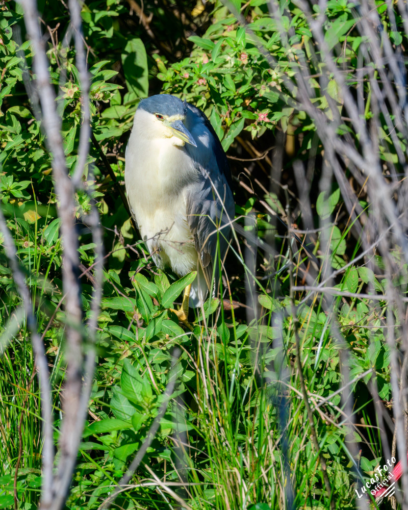 Black-crowned Night Heron