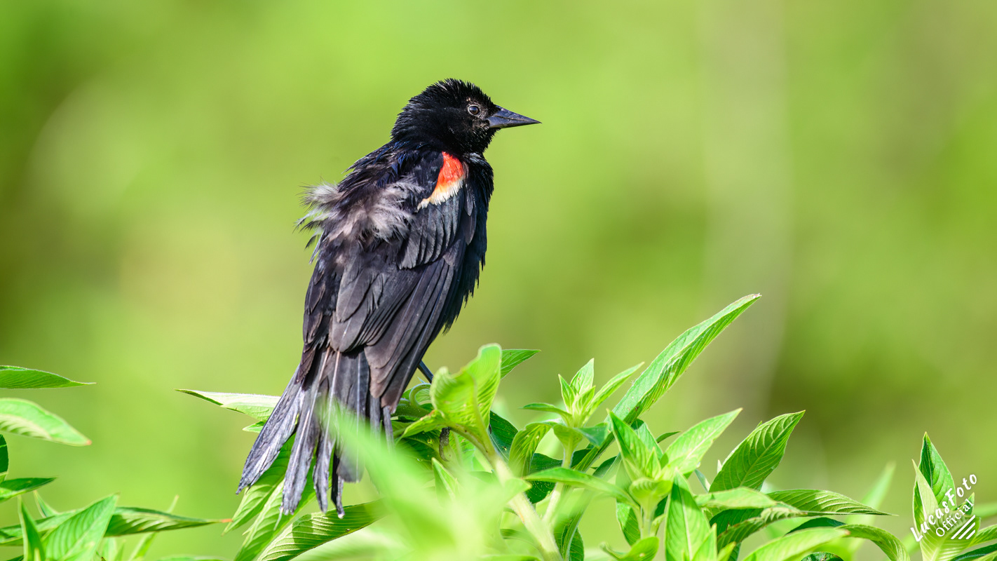 Red-winged Blackbird