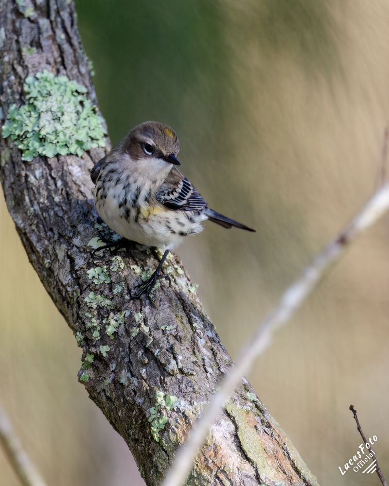 Yellow-rumped Warbler