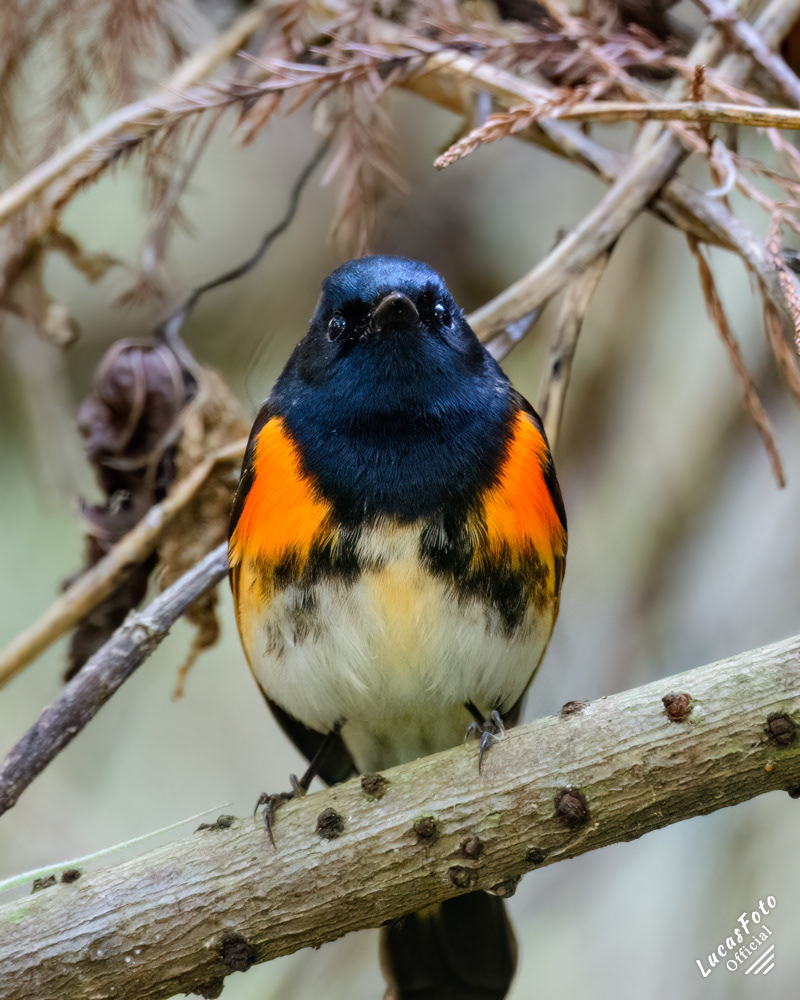 American Redstart