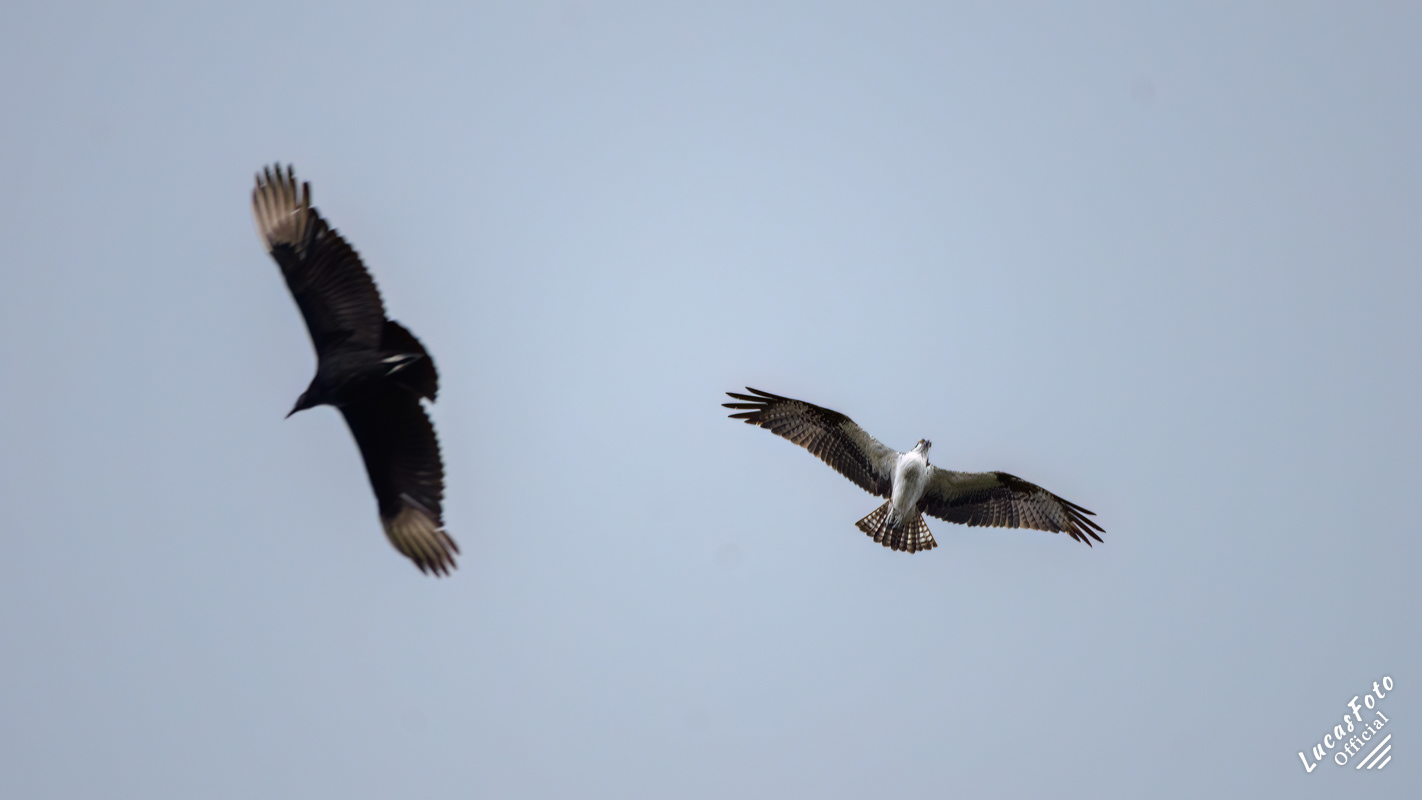 Black Vulture / Osprey