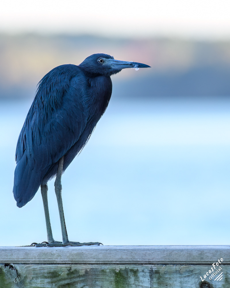Little Blue Heron