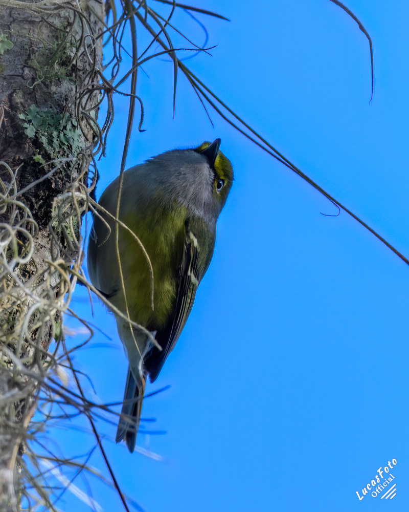 White-eyed Vireo