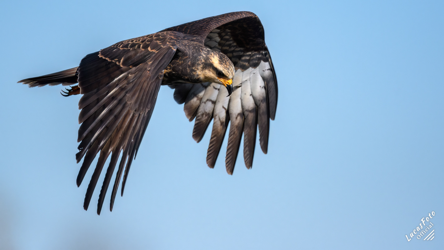 Snail Kite