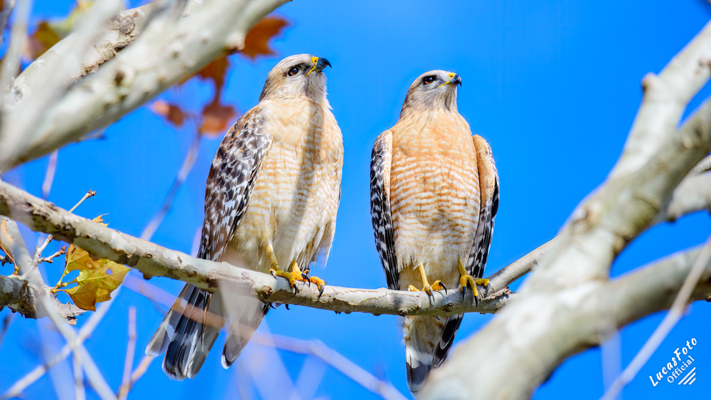 Red-shouldered Hawk