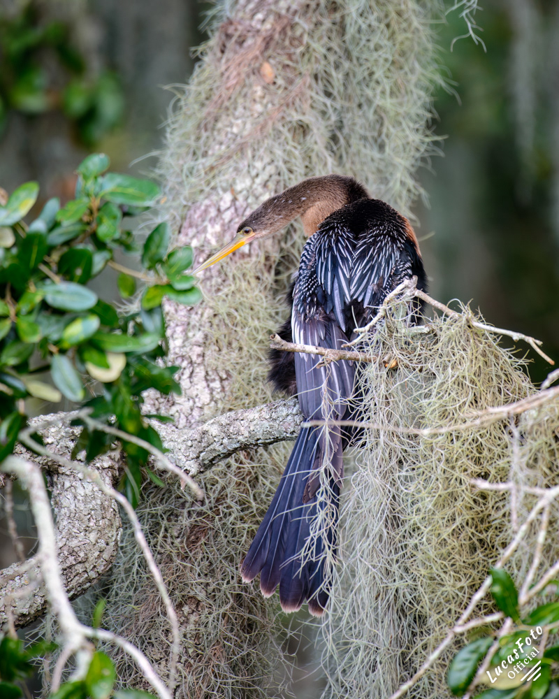 Anhinga