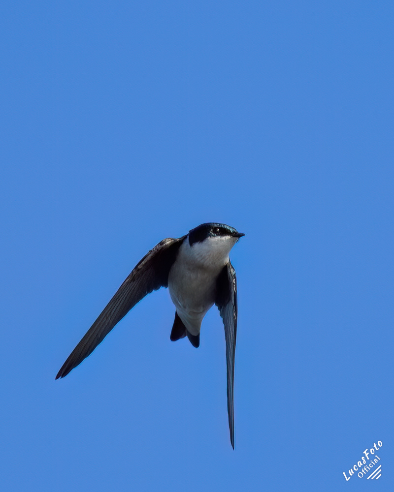 Tree Swallow