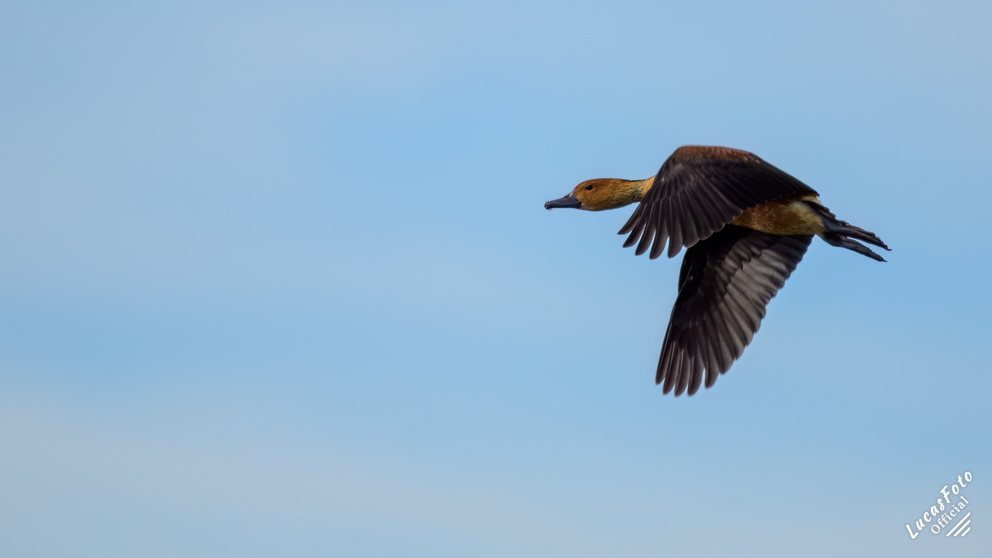 Fulvous Whistling-Duck
