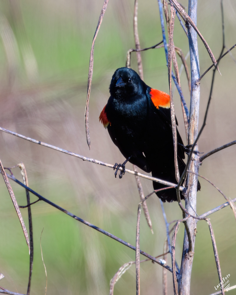 Red-winged Blackbird