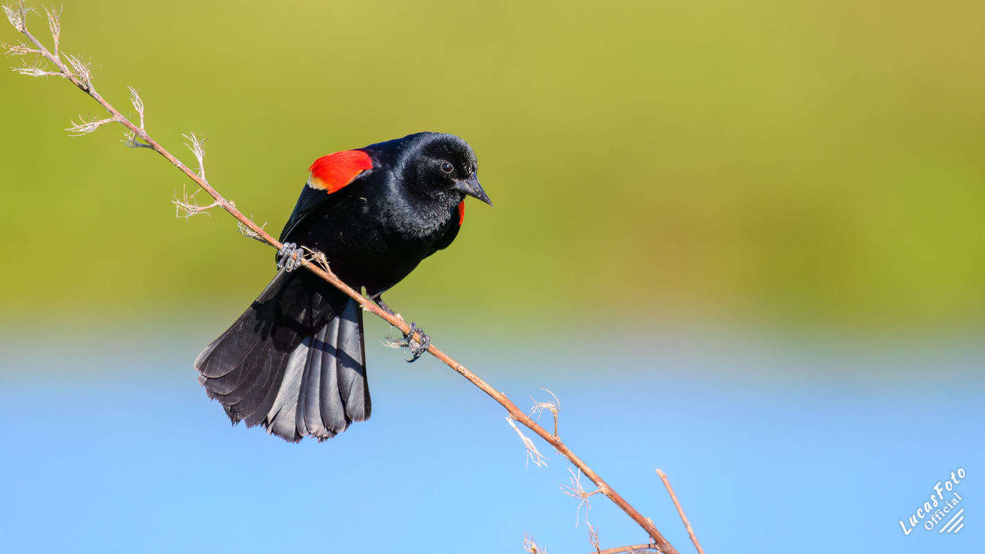 Red-winged Blackbird