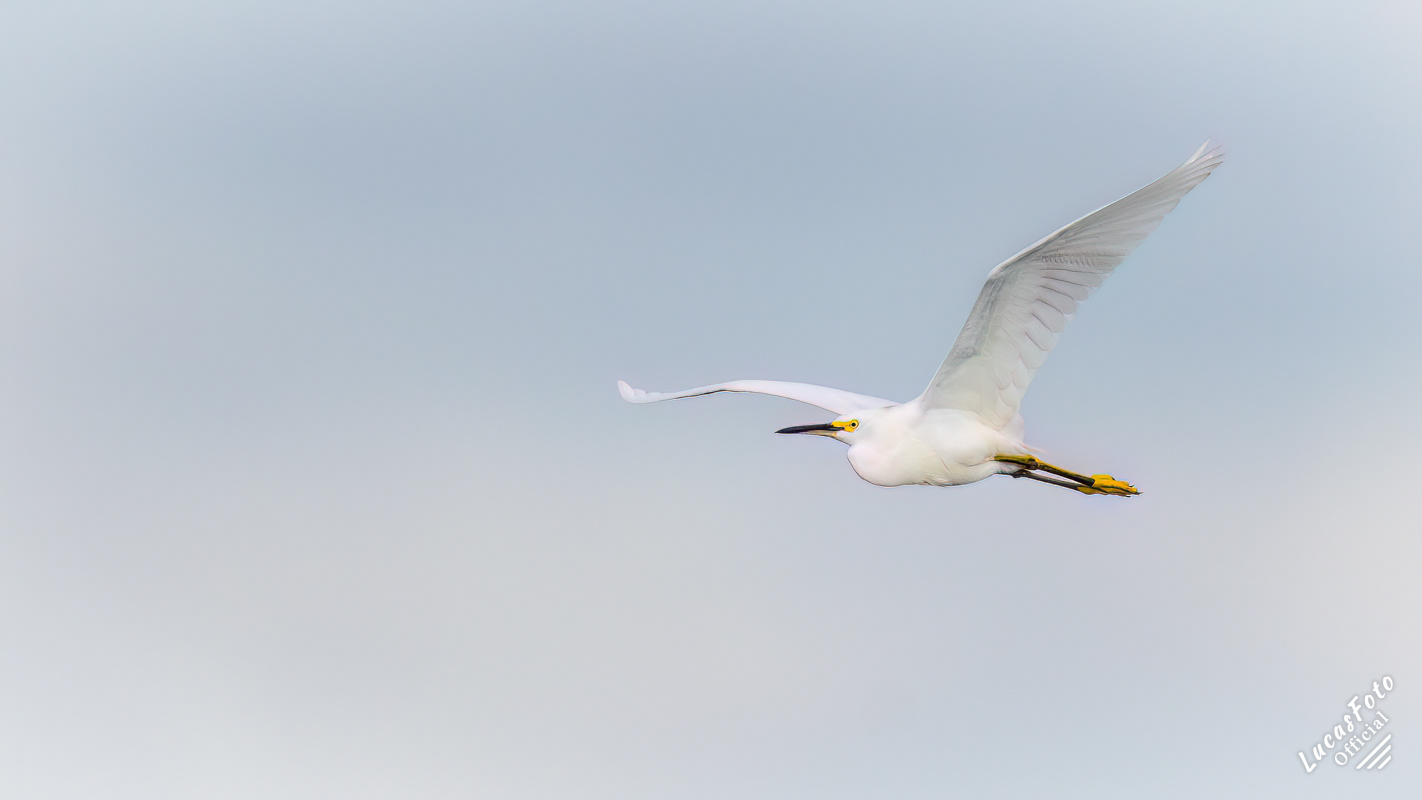 Snowy Egret