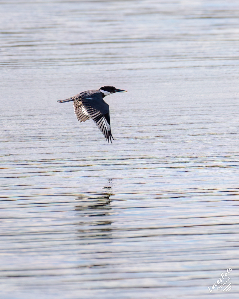 Belted Kingfisher