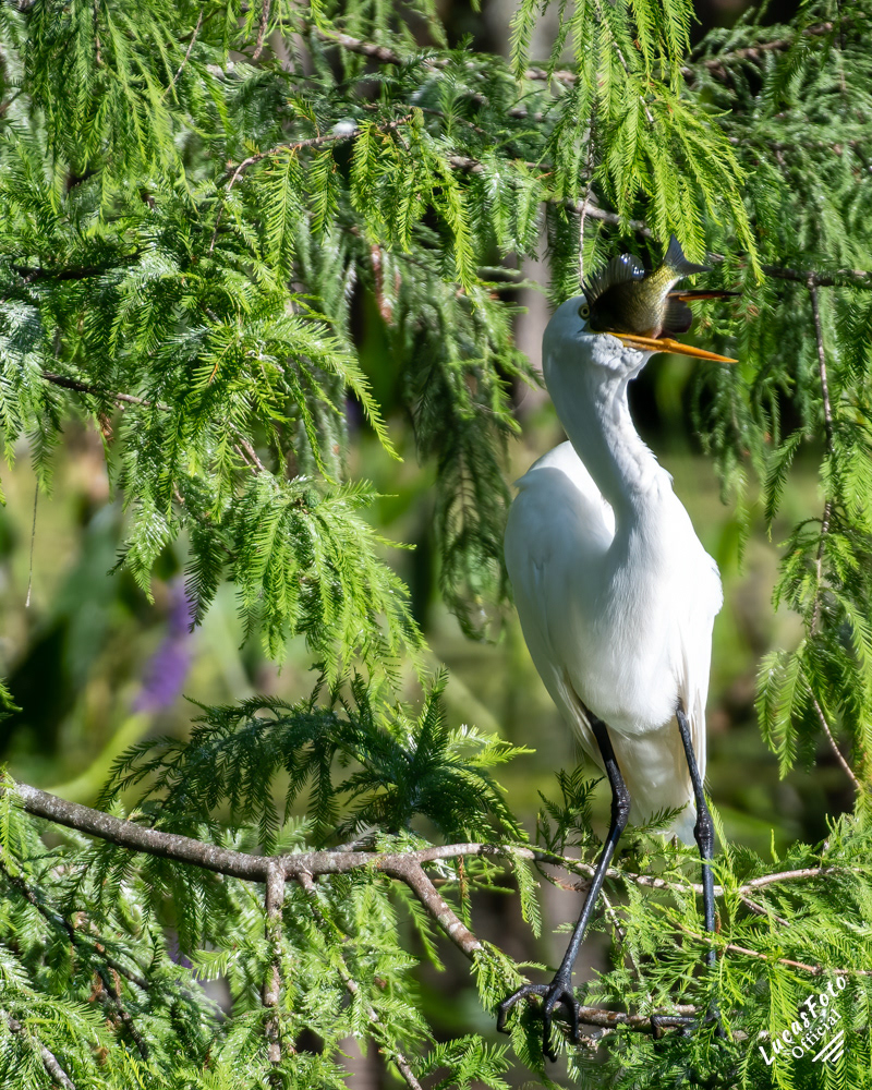 Great Egret