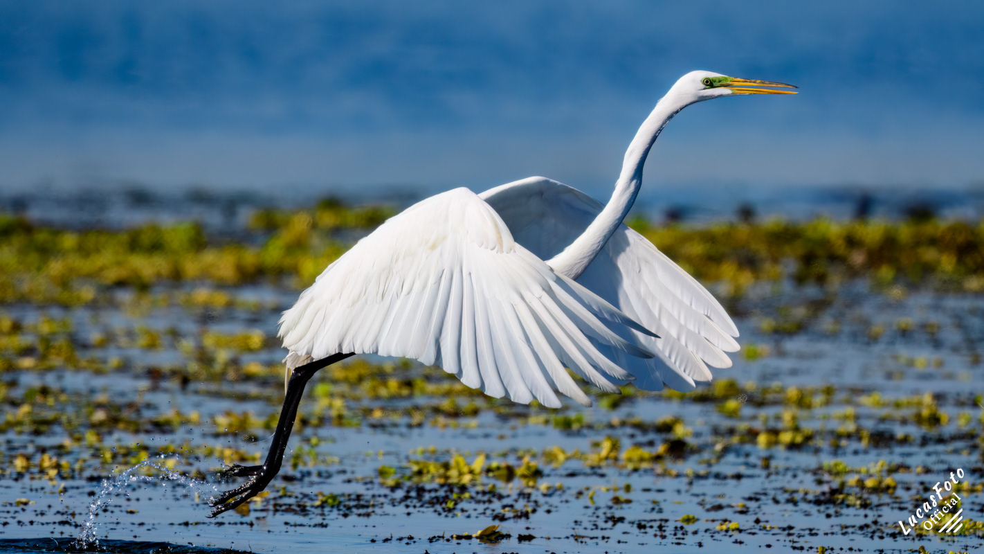 Great Egret
