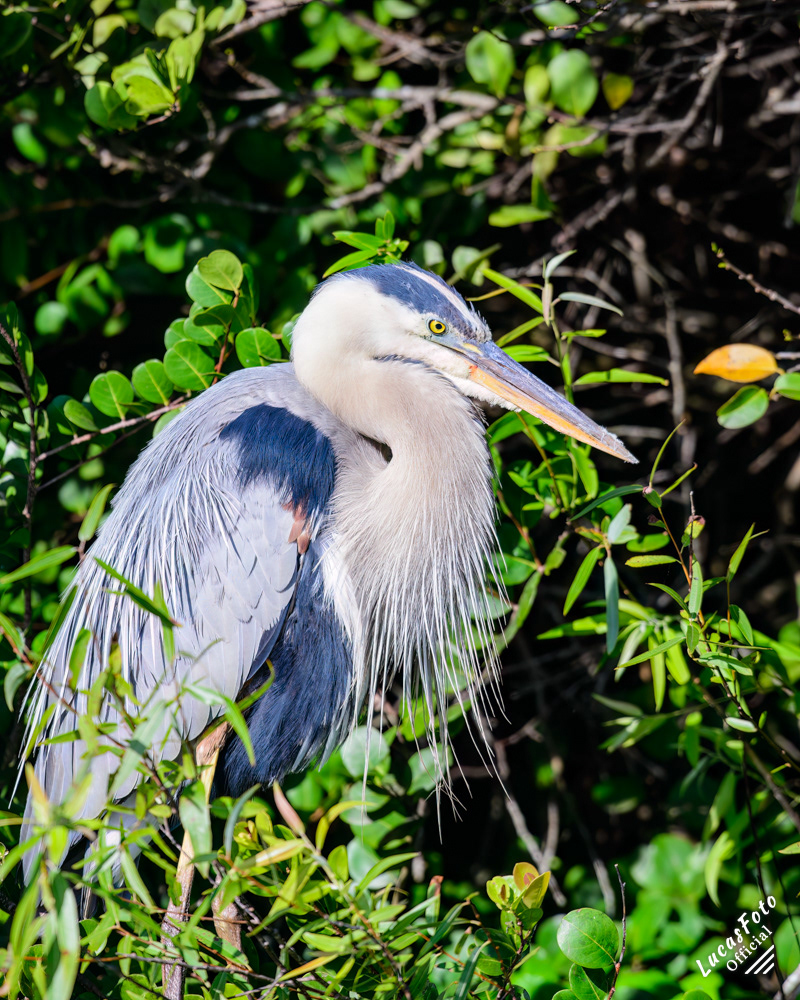 Great Blue Heron