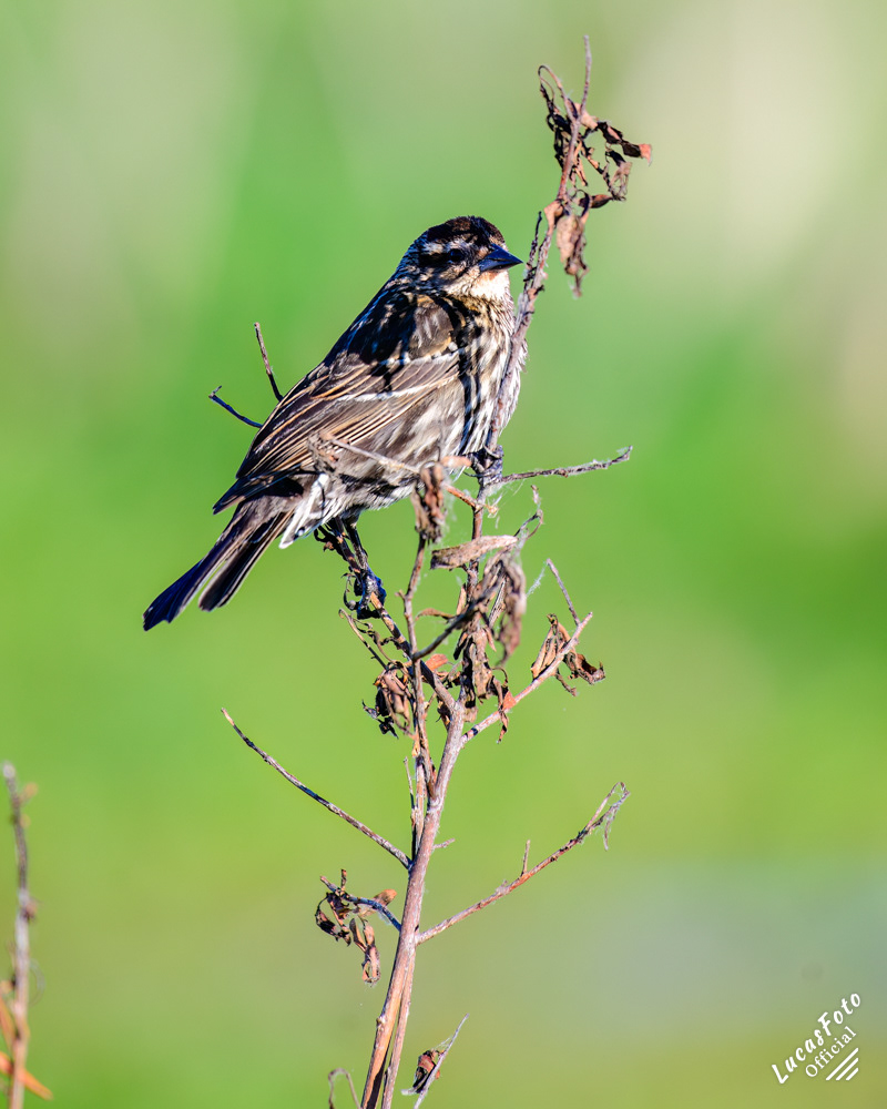 Red-winged Blackbird