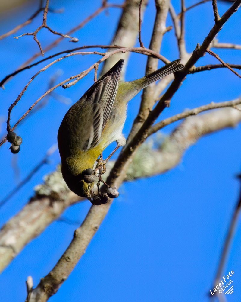 Pine Warbler