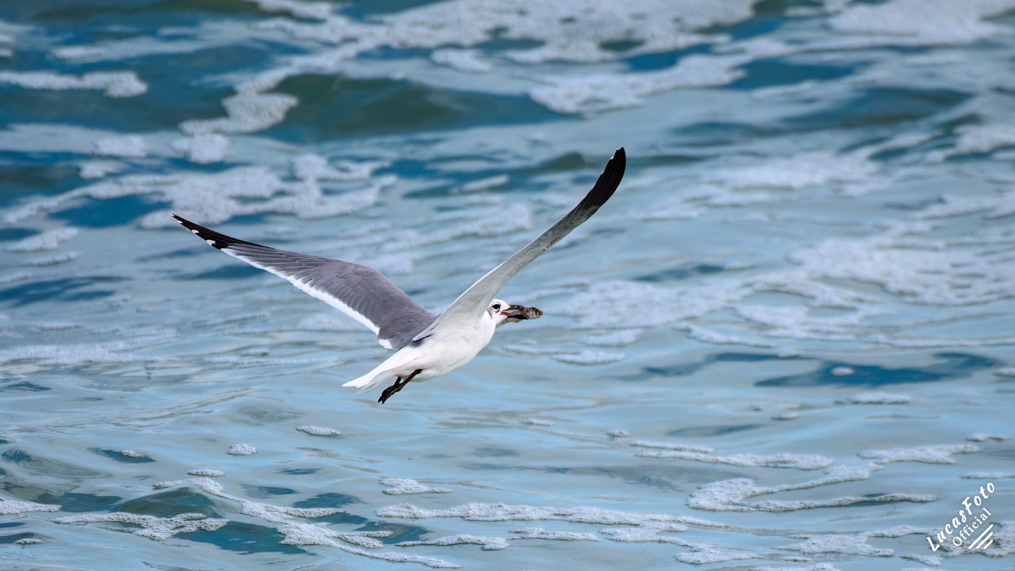 Laughing Gull
