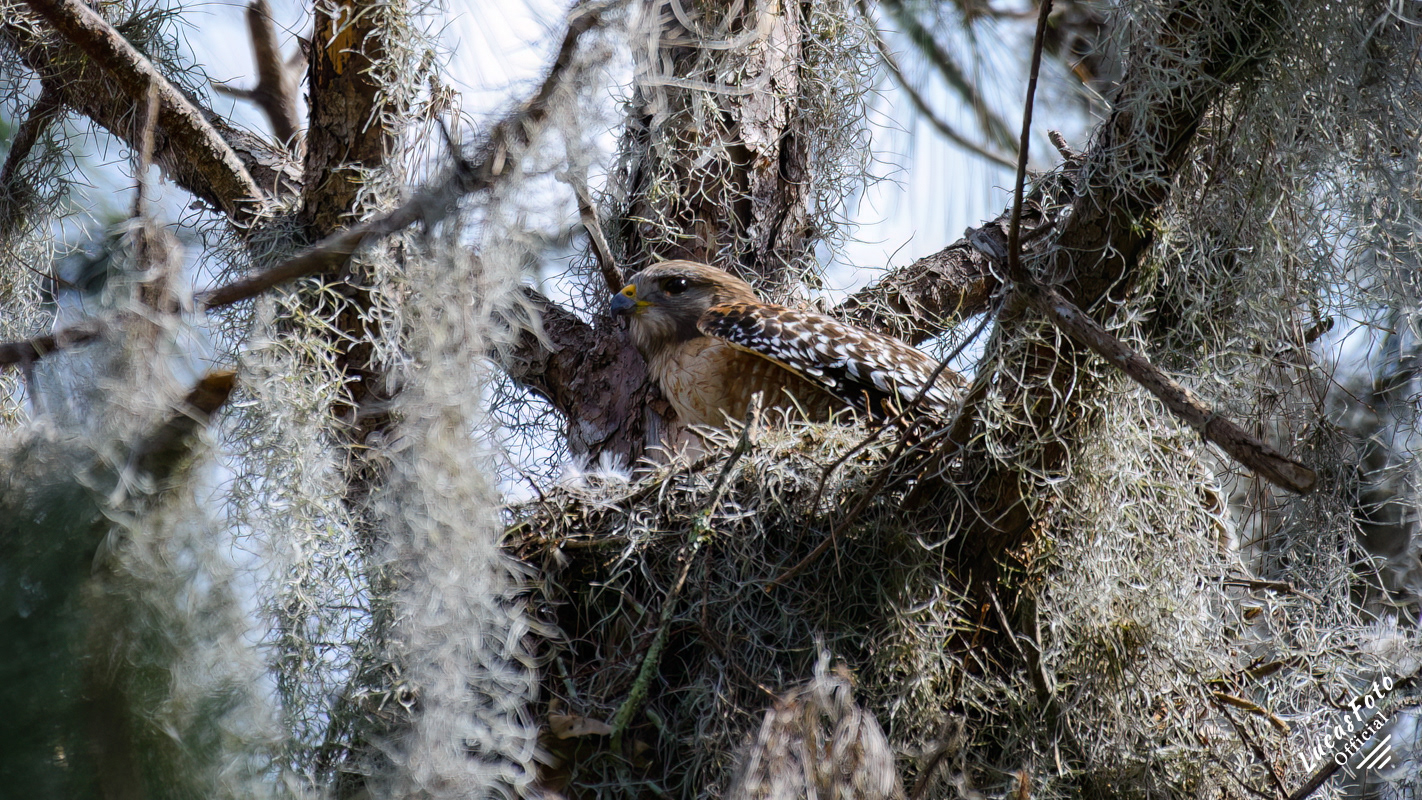 Red-shouldered Hawk