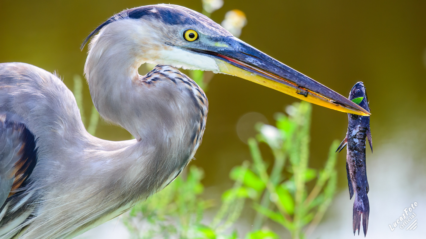 Great Blue Heron