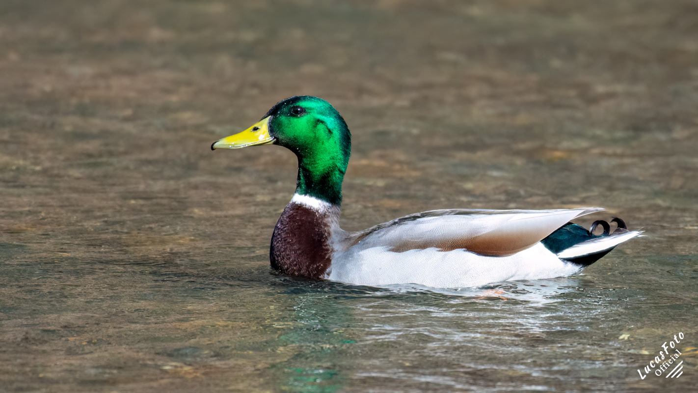 Mallard Duck