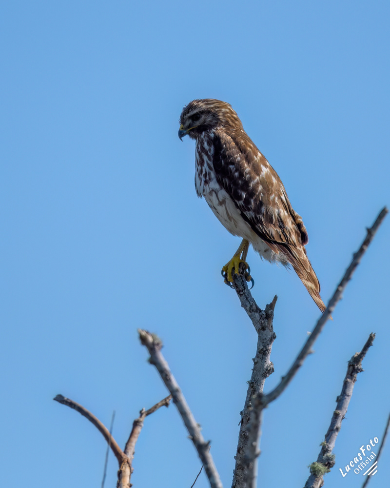 Red-shouldered Hawk