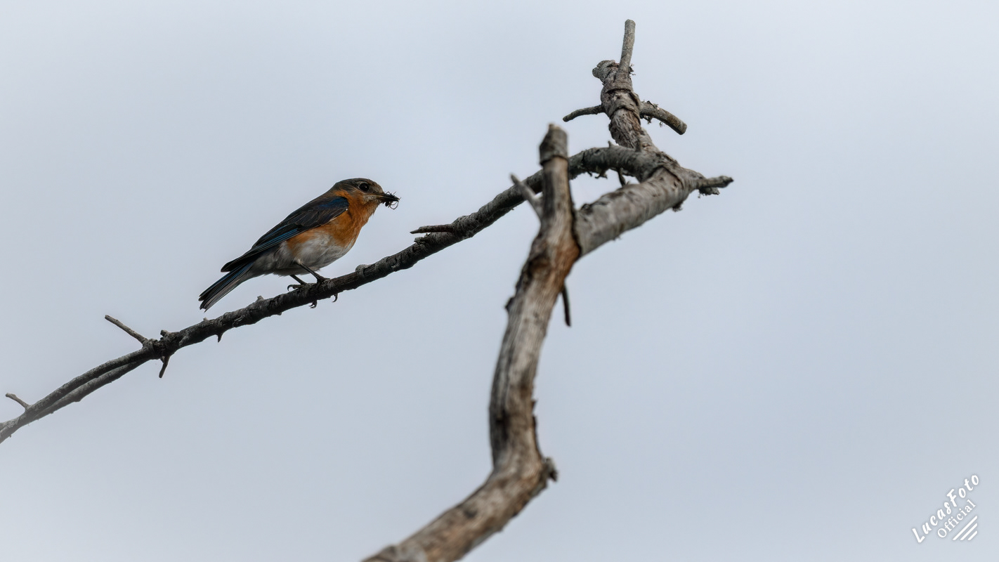 Eastern Bluebird