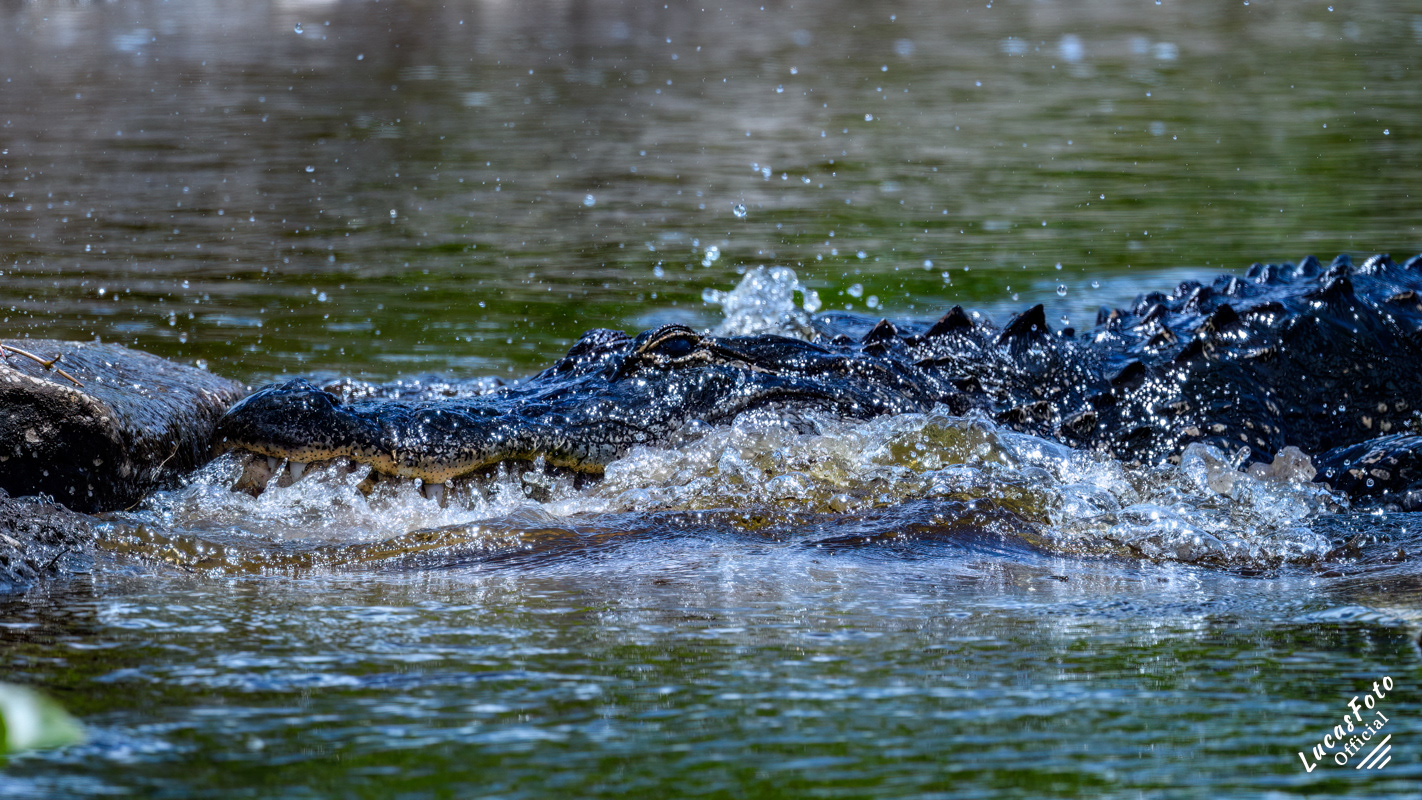 Alligator