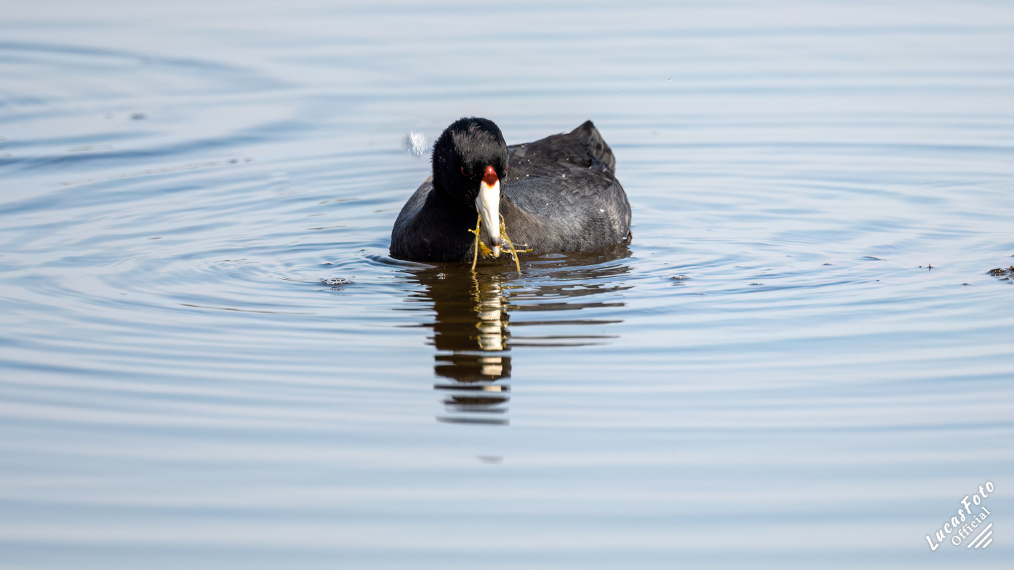 American Coot